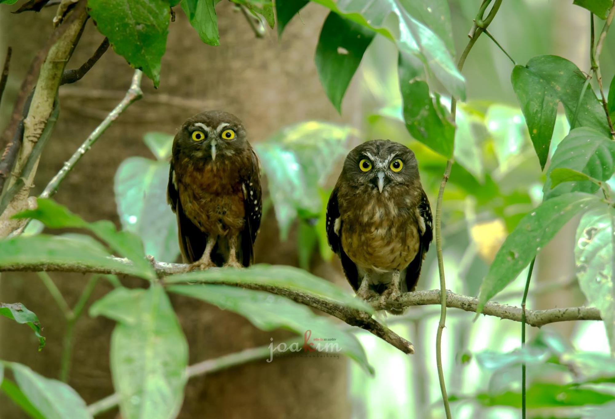 Tangkoko Backpacker Home Stay Rinondoran Buitenkant foto