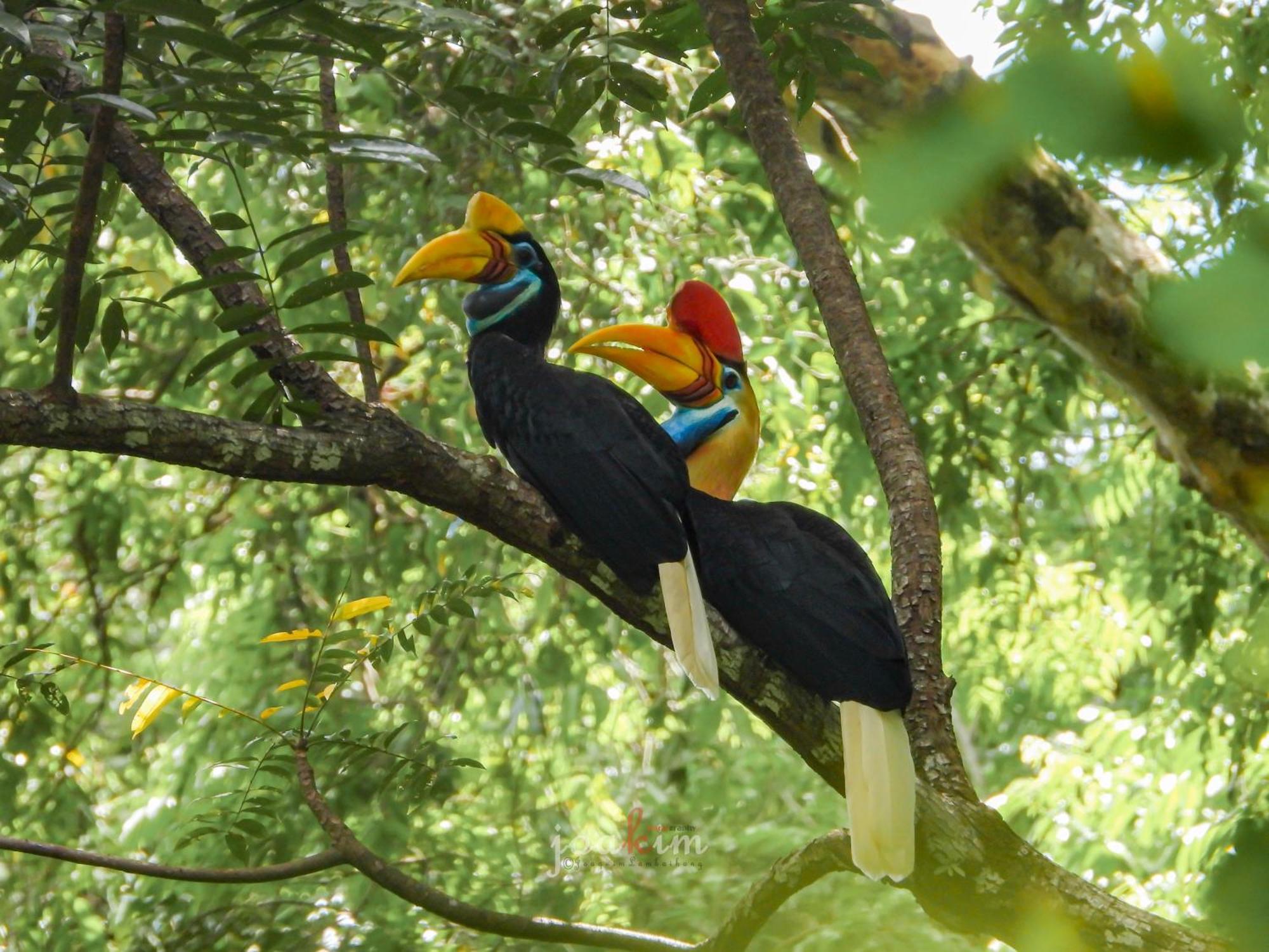Tangkoko Backpacker Home Stay Rinondoran Buitenkant foto