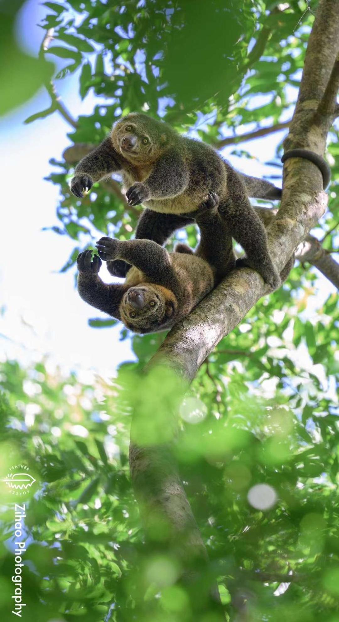Tangkoko Backpacker Home Stay Rinondoran Buitenkant foto