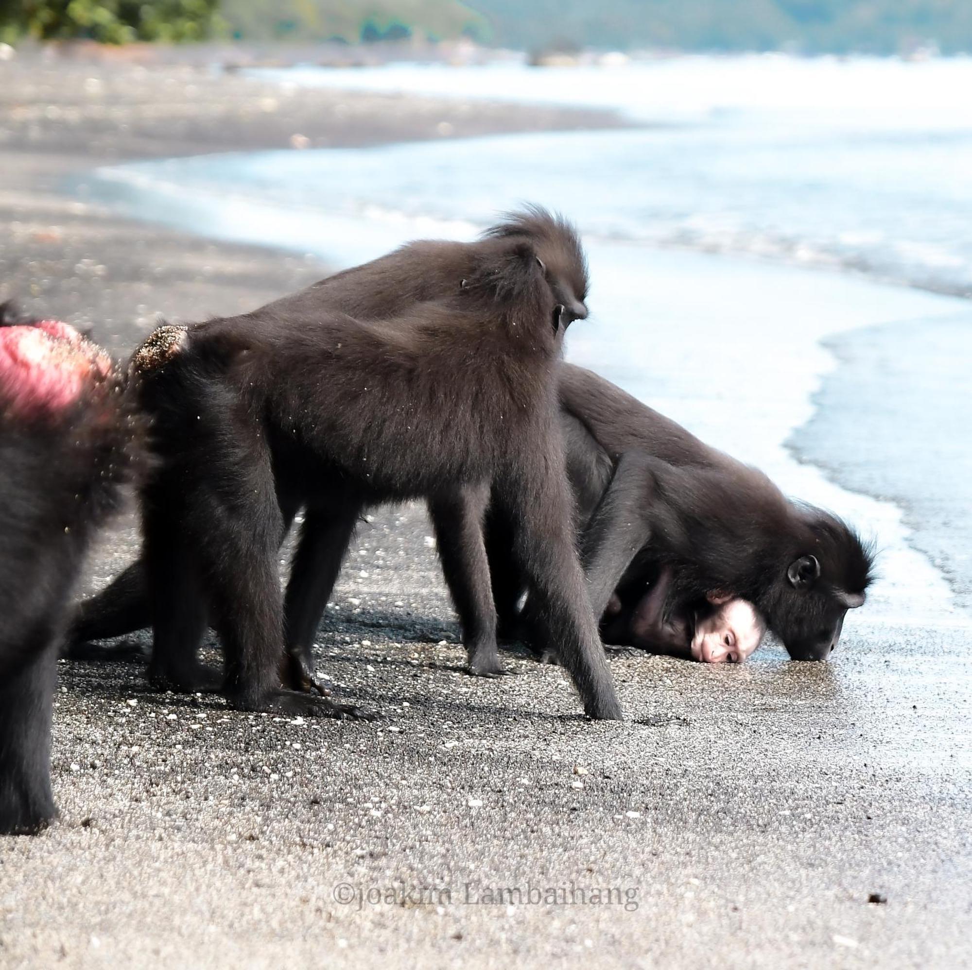 Tangkoko Backpacker Home Stay Rinondoran Buitenkant foto